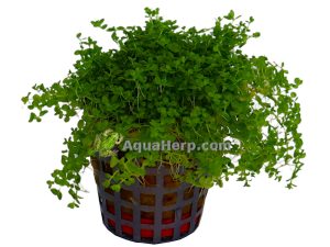 Hemianthus callitrichoides - Helmiruoho