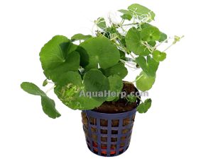 Hydrocotyle leucocephala - Konnanputki