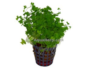 Hydrocotyle tripartita - Sammakonputki