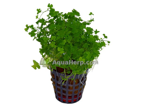 Hydrocotyle tripartita - Sammakonputki