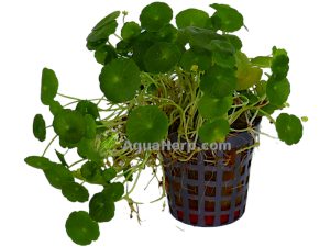 Hydrocotyle verticillata - Hatturuoho