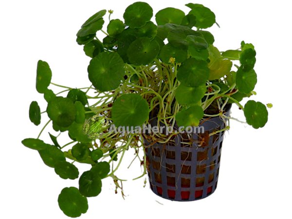 Hydrocotyle verticillata - Hatturuoho