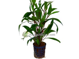 Hygrophila corymbosa “Thailand” - Vesitähdikki