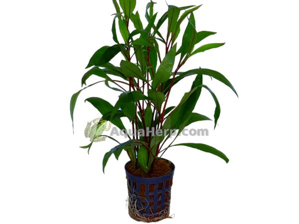 Hygrophila corymbosa “Thailand” - Vesitähdikki