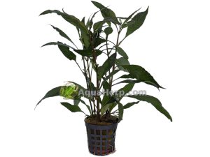 Hygrophila guanensis - Vesitähdikki