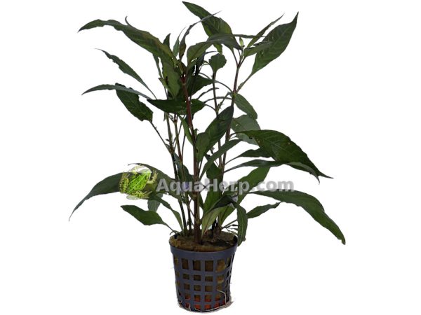 Hygrophila guanensis - Vesitähdikki
