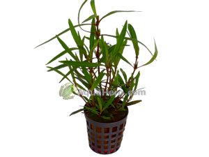 Hygrophila lancea - Vesitähdikki