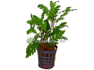 Hygrophila pinnatifida - Vesitähdikki