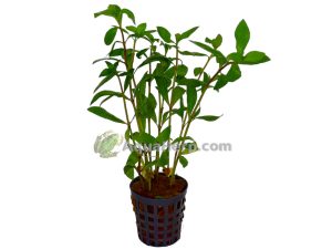 Hygrophila polysperma  - Intianvesitähdikki