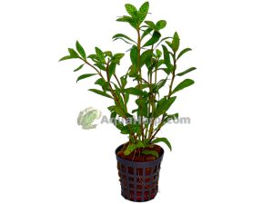 Hygrophila rosea australis - Vesitähdikki
