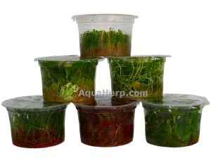 Alternanthera reineckii “Mini” (In Vitro) - Papukaijalehti