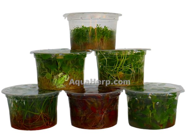 Alternanthera reineckii “Mini” (In Vitro) - Papukaijalehti
