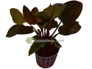 Lagenandra meeboldii “Red” - Vesivehka