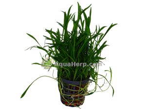 Lilaeopsis novea-zealandia - Kääpiöruoho