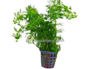 Limnophila heterophylla - Vedensuosikki