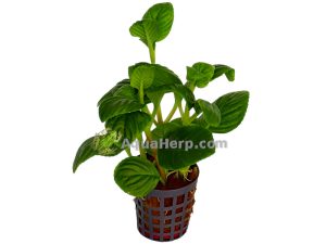 Limnophila rugosa - Vedensuosikki