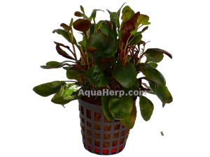 Lobelia cardinalis “Dwarf” - Nuottaruoho