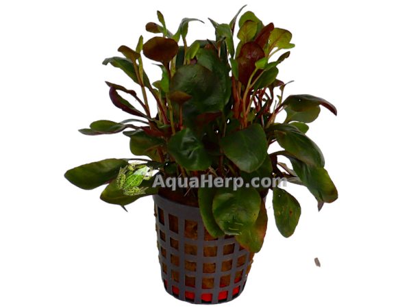 Lobelia cardinalis “Dwarf” - Nuottaruoho