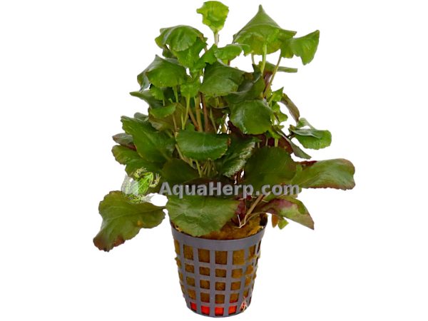 Lobelia cardinalis “Wavy” - Nuottaruoho