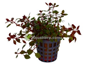 Ludwigia palustris “Mini Super Red” - Rusolehti