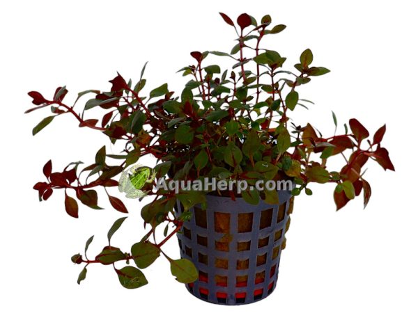 Ludwigia palustris “Mini Super Red” - Rusolehti