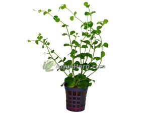 Lysimachia nummularia - Suikeroalpi