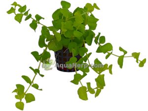 Lysimachia nummularia “Aurea” - Suikeroalpi