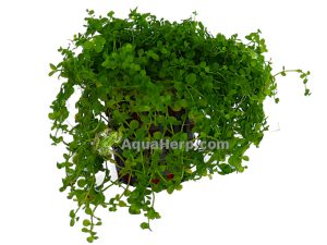 Micranthemum “Monte Carlo” - Pyörölehti