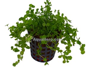 Micranthemum umbrosum - Pyörölehti