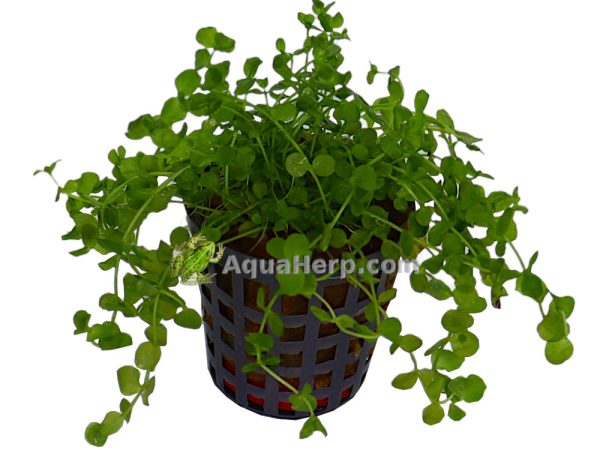 Micranthemum umbrosum - Pyörölehti