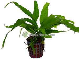 Microsorum pteropus “Greens” - Jaavansaniainen