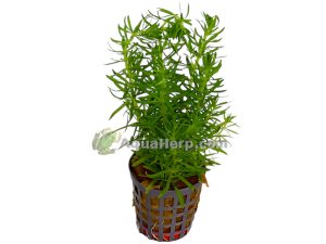 Pogostemon erectus - Pystypatsuli