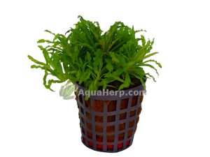 Pogostemon helferi - Poimupatsuli