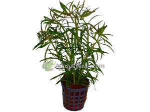 Pogostemon stellatus - Tähtipatsuli