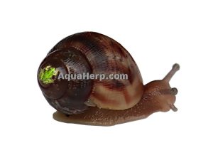 Akaattikotilo (Achatina fulica) 10kpl
