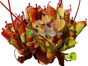 Heliamphora heterodoxa x minor - Aurinkokannu