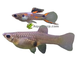 Hohtomiljoonakala Class P (Poecilia wingei)