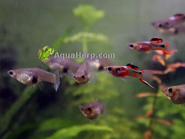 Hohtomiljoonakala Class P (Poecilia wingei) - Image 2
