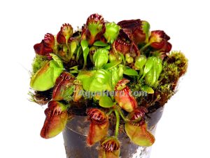 Cephalotus follicularis - Australian kannukasvi
