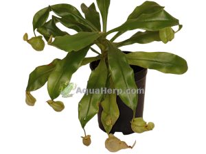 Nepenthes hookeriana - Kannukasvi