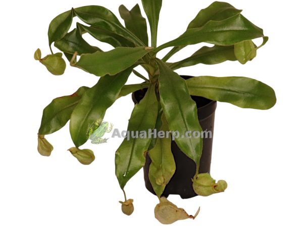 Nepenthes hookeriana - Kannukasvi