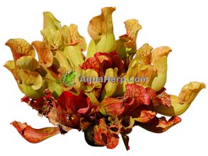 Sarracenia purpurea venosa - Tötterölehti