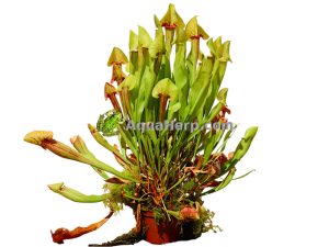 Sarracenia xcatesbaei - Tötterölehti