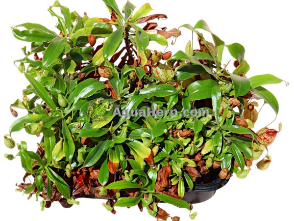Nepenthes hookeriana - Kannukasvi - Image 3