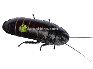 Madagaskarin sihisevä torakka (Gromphadorhina portentosa)