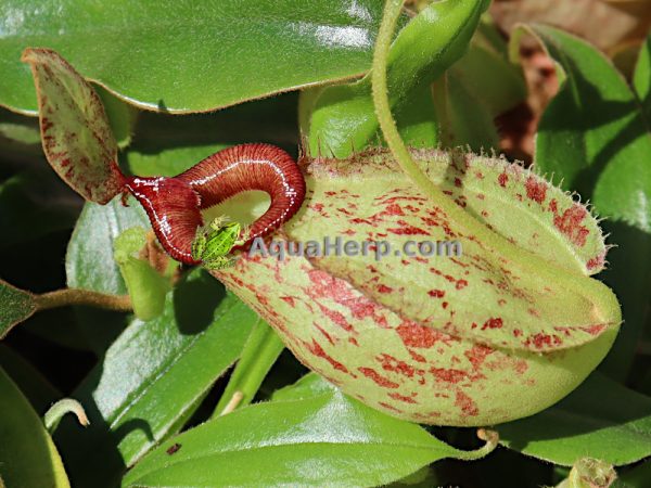 Nepenthes hookeriana - Kannukasvi - Image 2