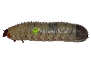 Ruusukuoriaisen toukat (Pachnoda marginata)