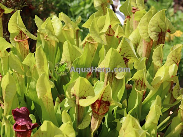 Sarracenia xcatesbaei - Tötterölehti - Image 2
