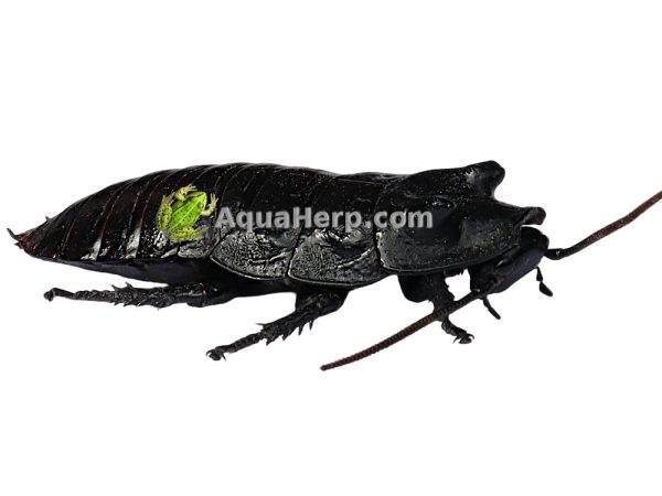 Madagaskarin sihisevä torakka (Gromphadorhina portentosa) - Image 2