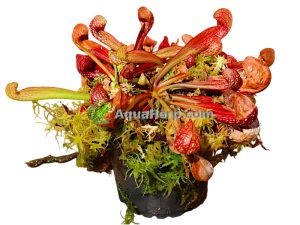 Sarracenia psittagina - Tötterölehti